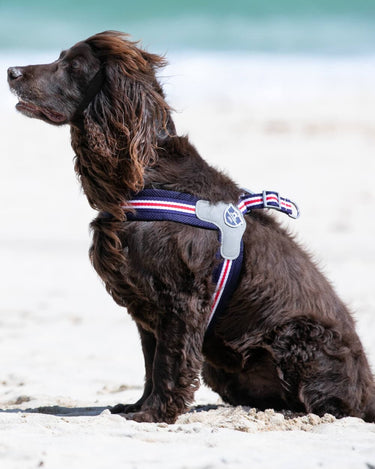 Easy Walk V Dog Harness - Navy Lifestyle