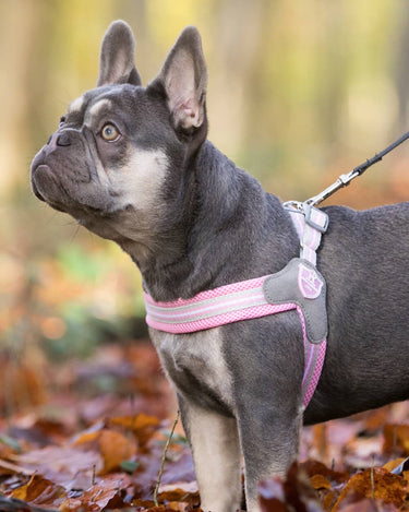 Easy Walk V Dog Harness - Pink Lifestyle