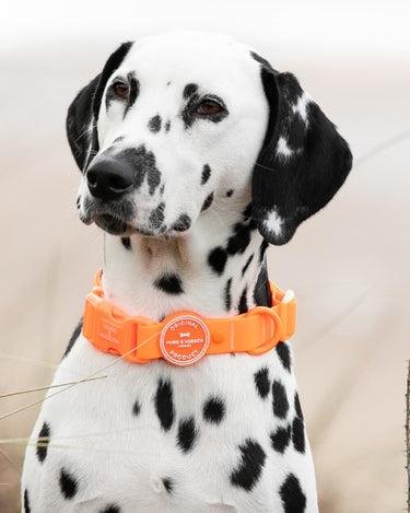 Waterproof Dog Collar - Orange Lifestyle