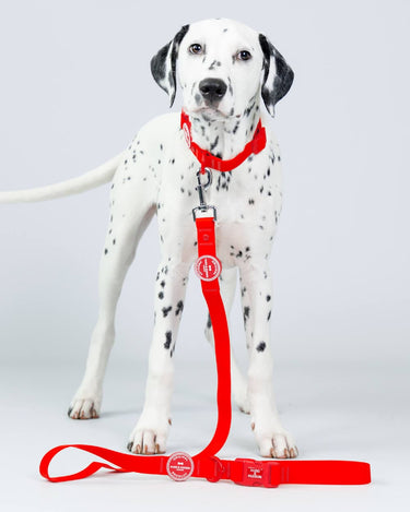 Waterproof Dog Lead - Red Studio Shoot