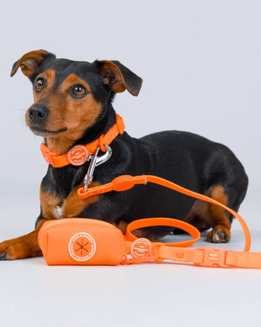 Waterproof Dog Lead - Orange Studio Shoot