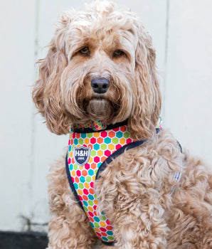 Fabric Dog Harness - Geometric Multi-colour Lifestyle