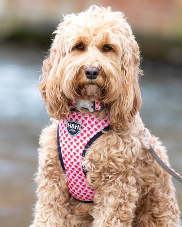 Fabric Dog Harness - Pink Watermelon Lifestyle