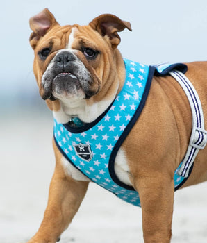 Fabric Dog Harness - Turquoise Star Lifestyle