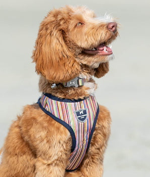 Fabric Dog Harness - Striped Multi-colour Lifestyle