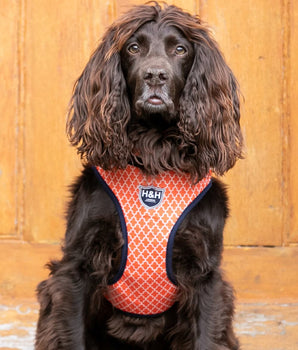 Fabric Dog Harness - Orange Geometric Lifestyle