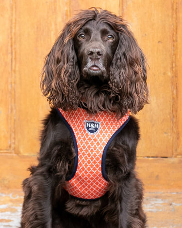 Fabric Dog Harness - Orange Geometric Lifestyle