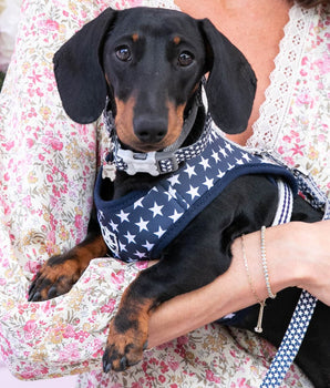 Fabric Dog Harness - Navy Star Lifestyle
