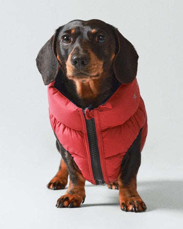 Reversible Dog Puffer Jacket - Navy & Berry Studio Shoot