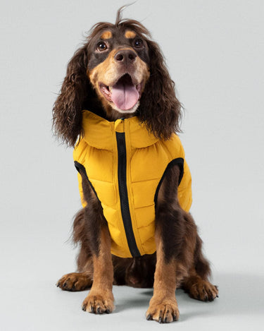 Reversible Dog Puffer Jacket - Forest Green & Gold Studio Shoot