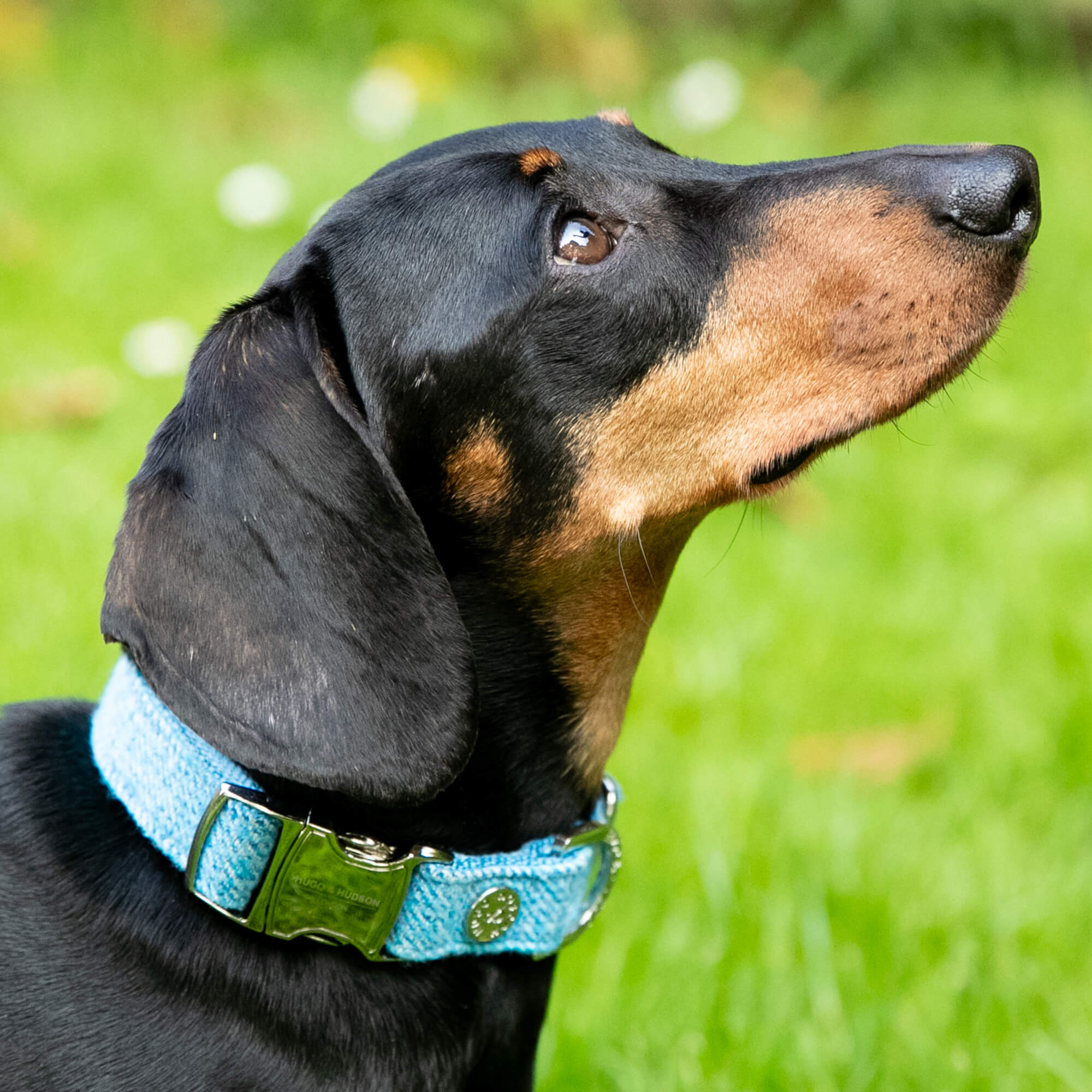 Blue Luxury Tweed Collar