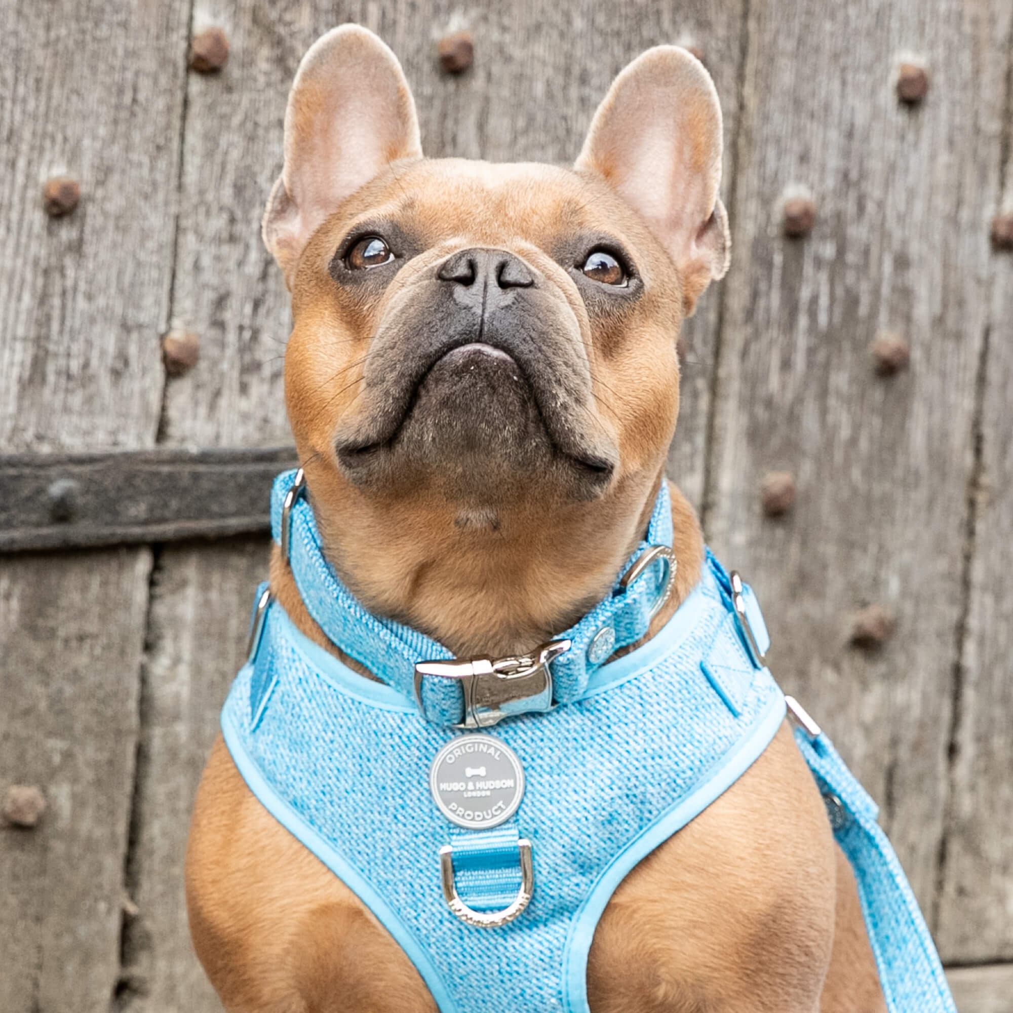 Blue Luxury Tweed Collar