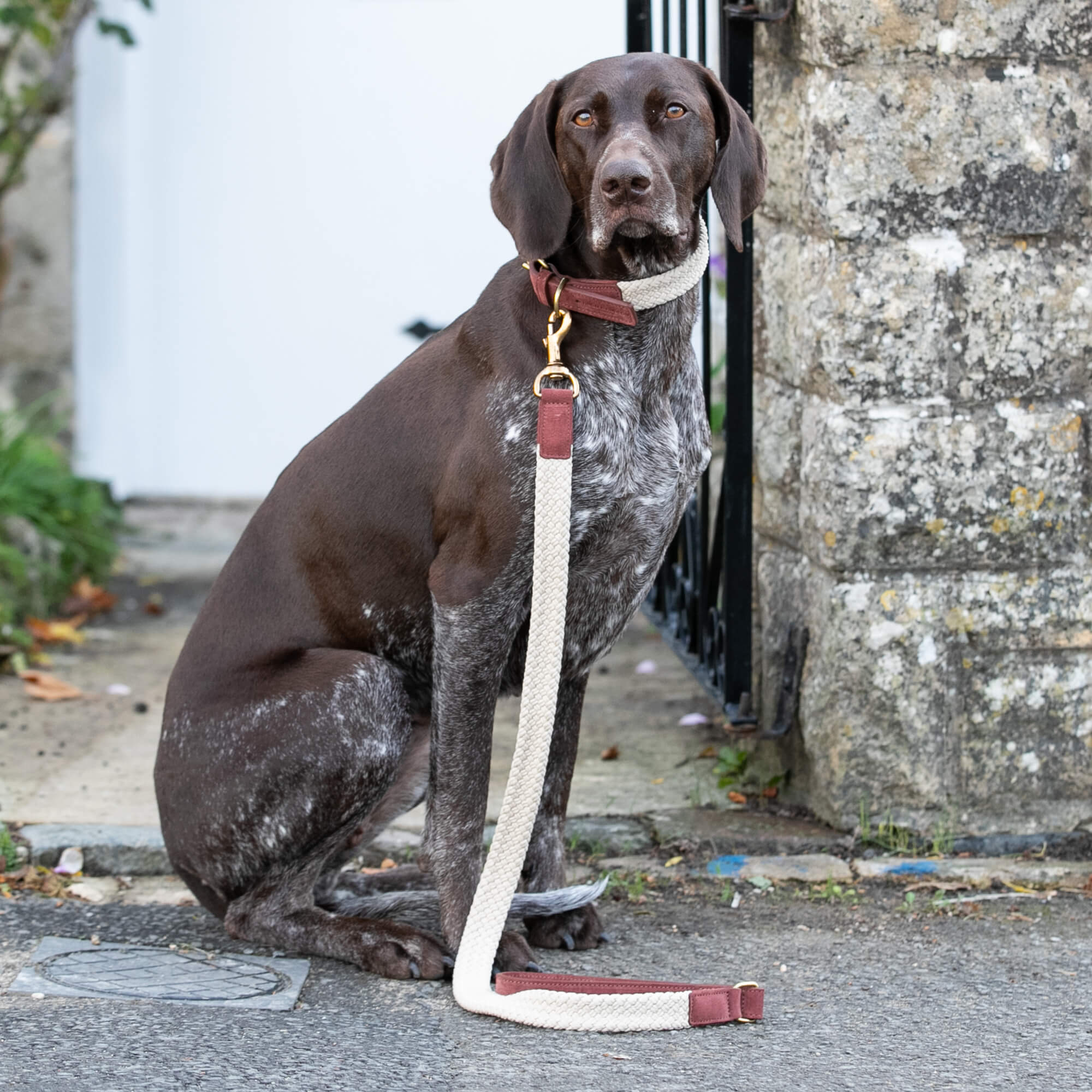 Brown Flat Rope and Leather Dog Lead