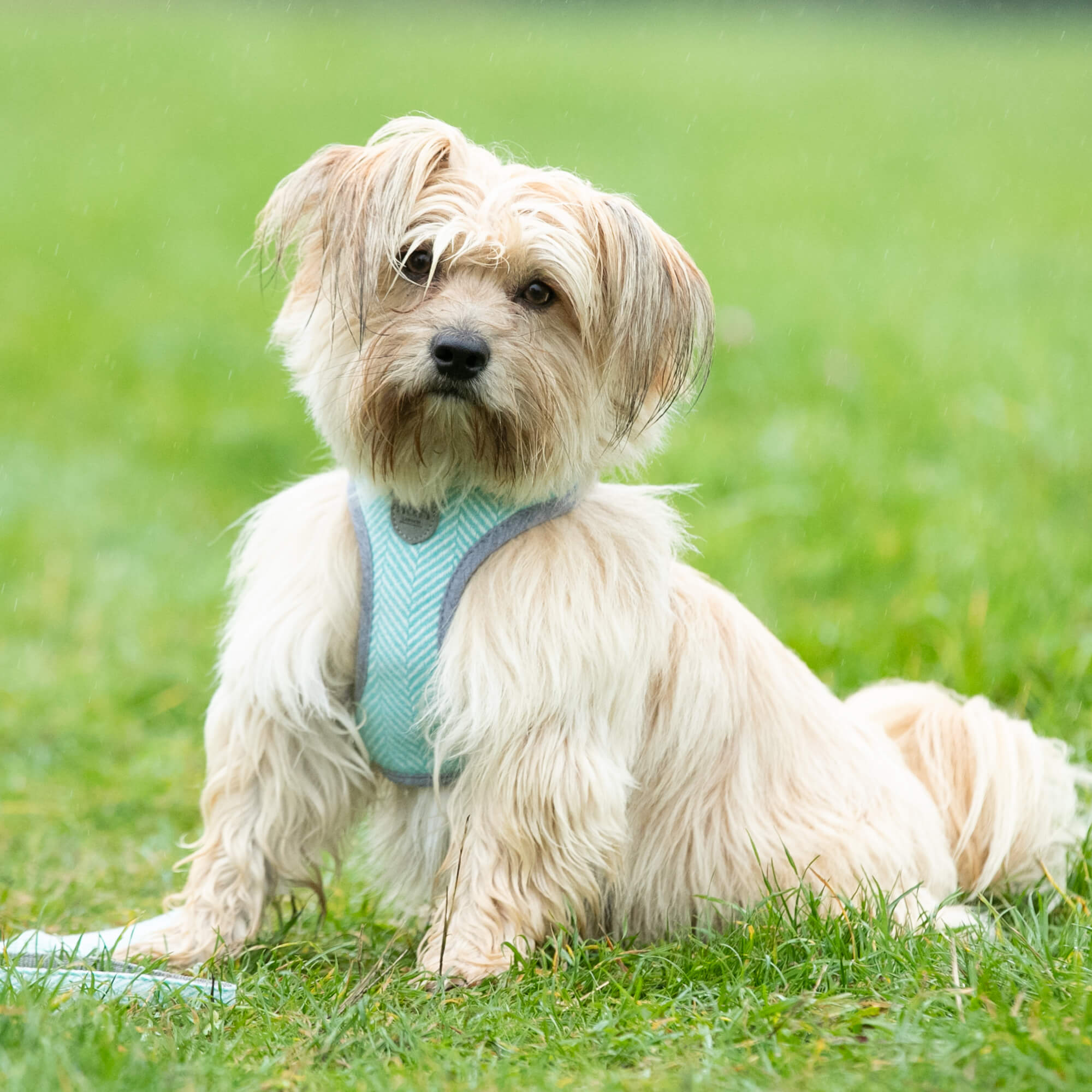 Aqua Herringbone Tweed Dog Harness