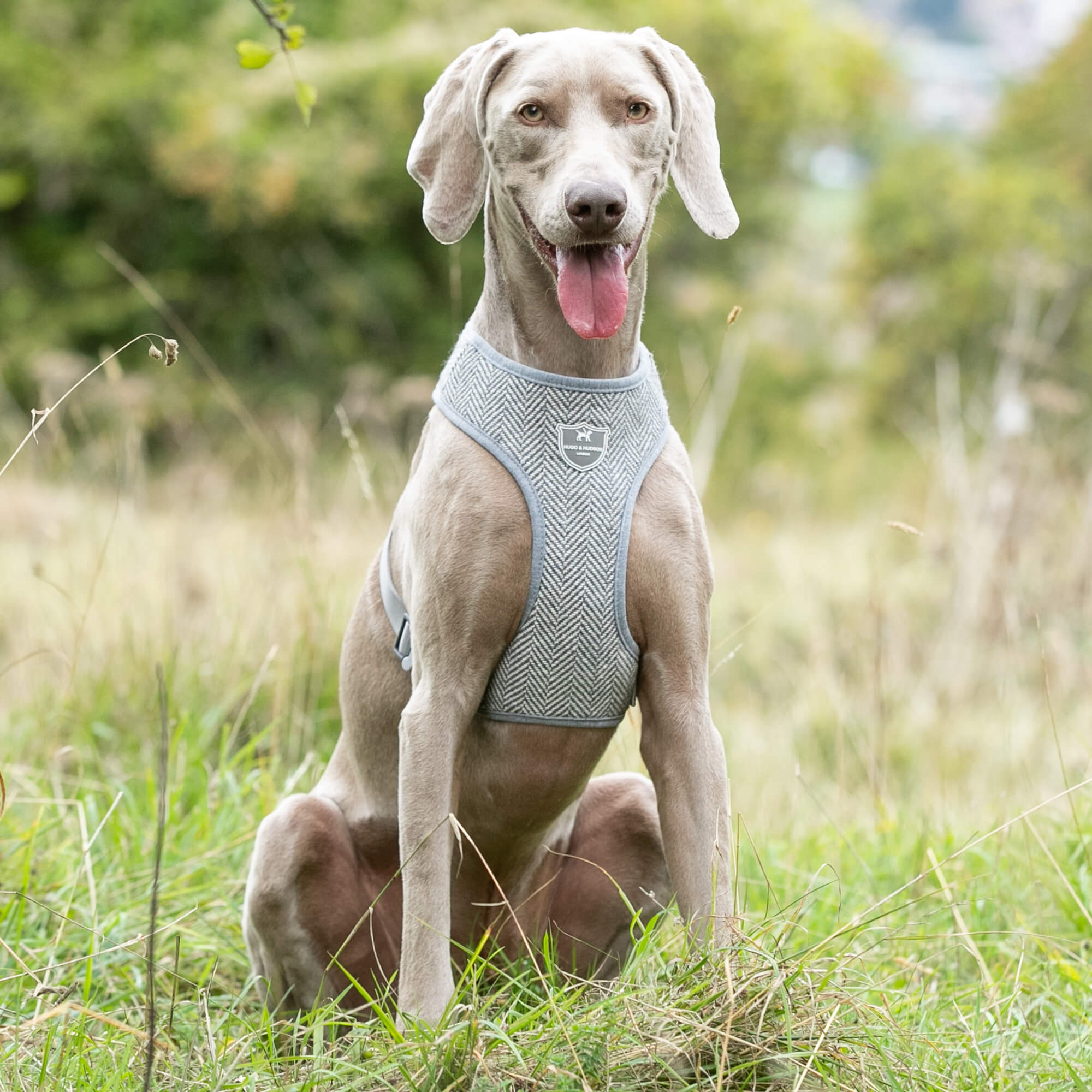 Grey Herringbone Tweed Dog Harness