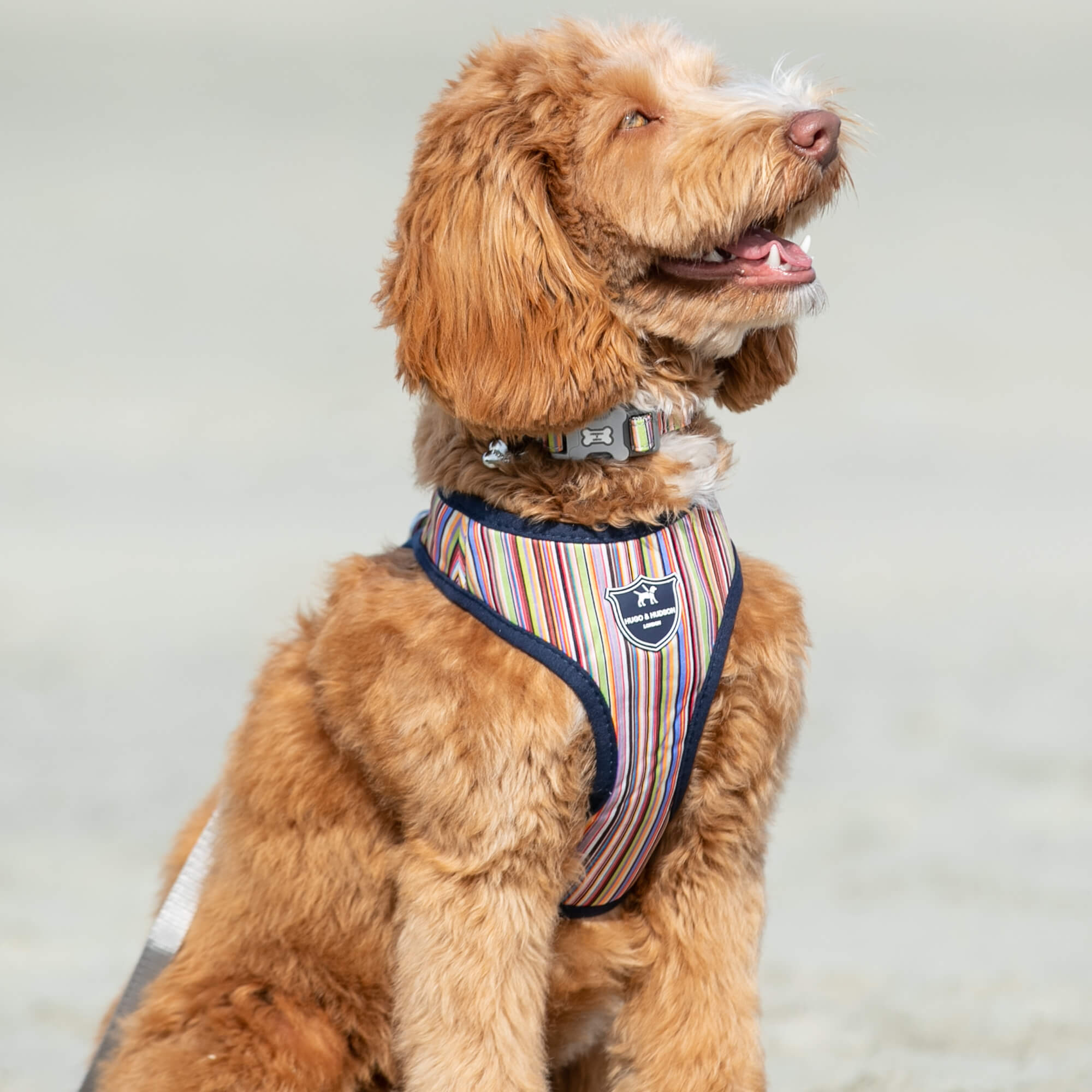 Multi-colour Fabric Dog Harness