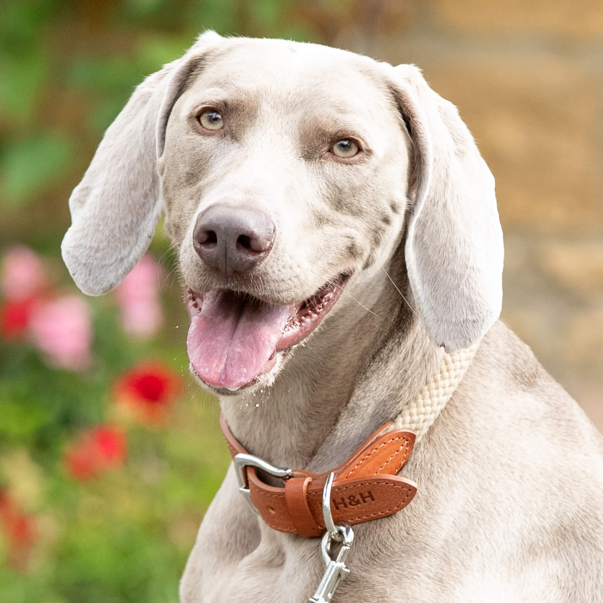 Natural Rope Hackett Leather Collar