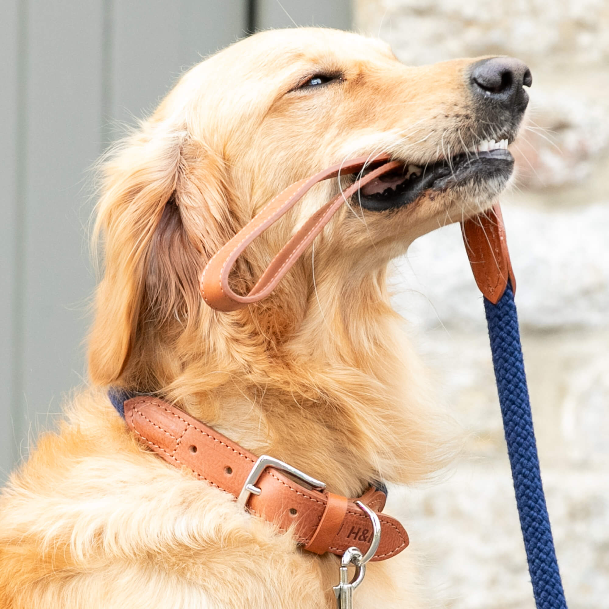 Navy Rope Hackett Leather Collar