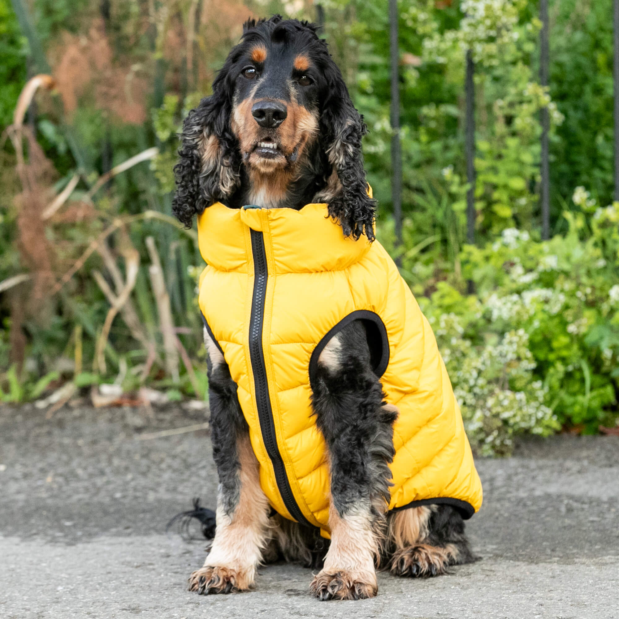 Forest Green and Gold Hackett Puffer Jacket