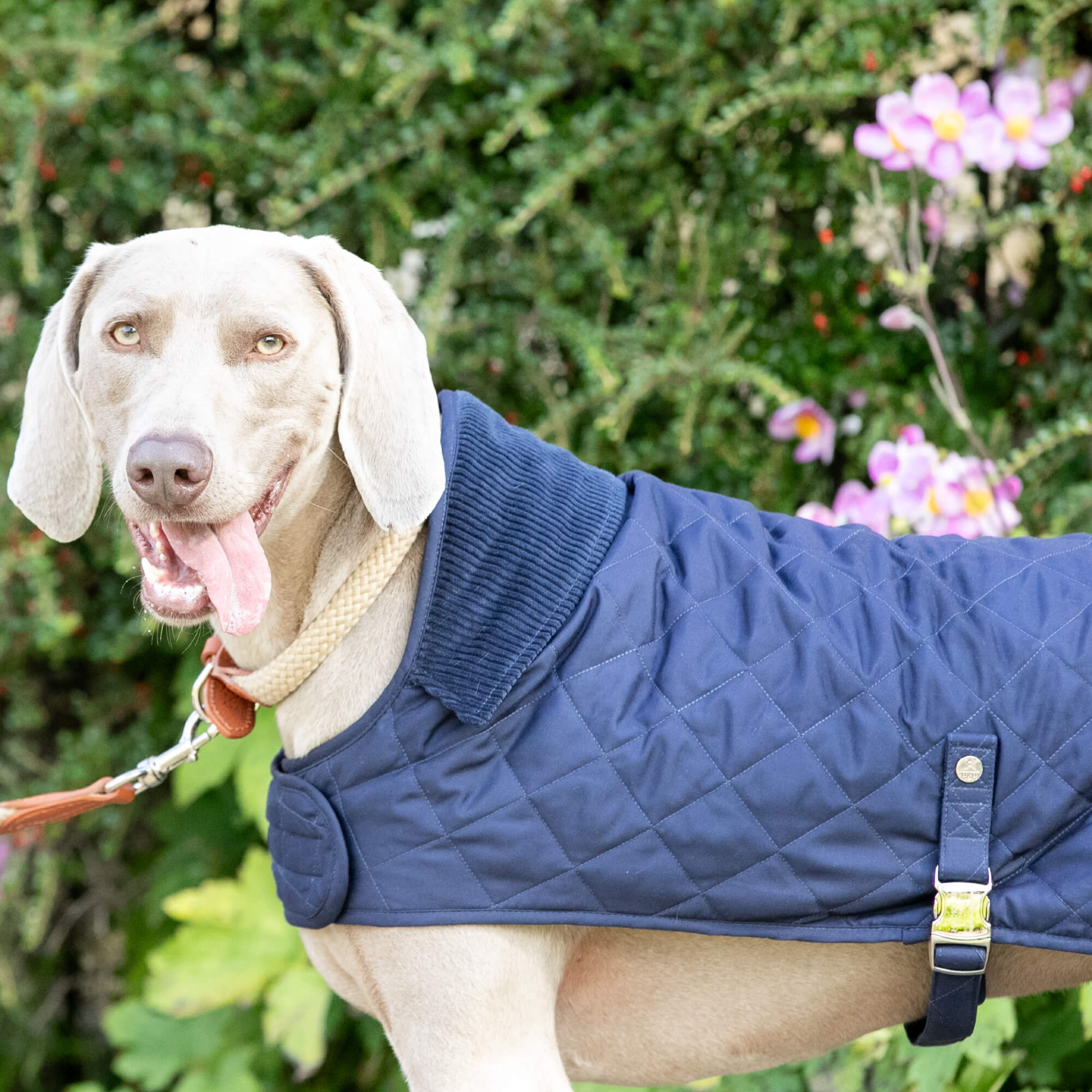 Navy Hackett Quilted Dog Jacket