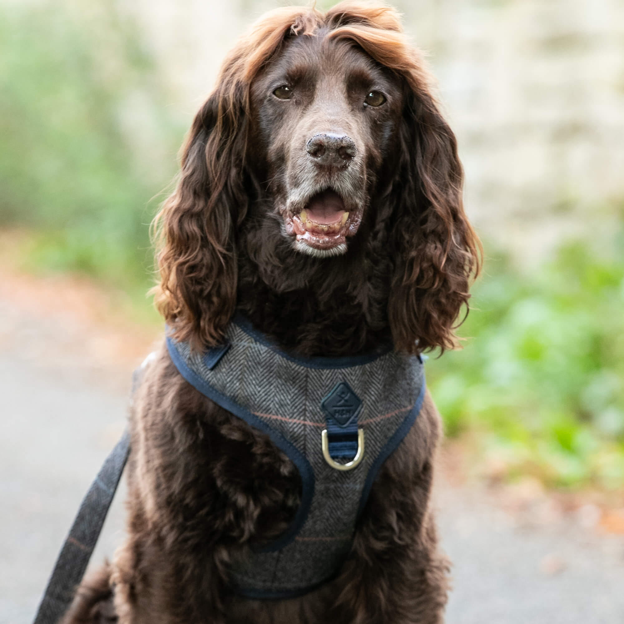 Grey Checked Herringbone Tweed Dog Harness