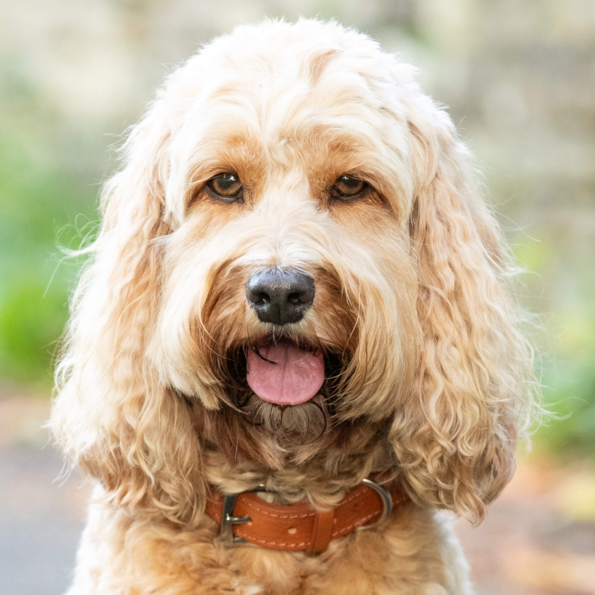 Natural Rope Hackett Leather Collar