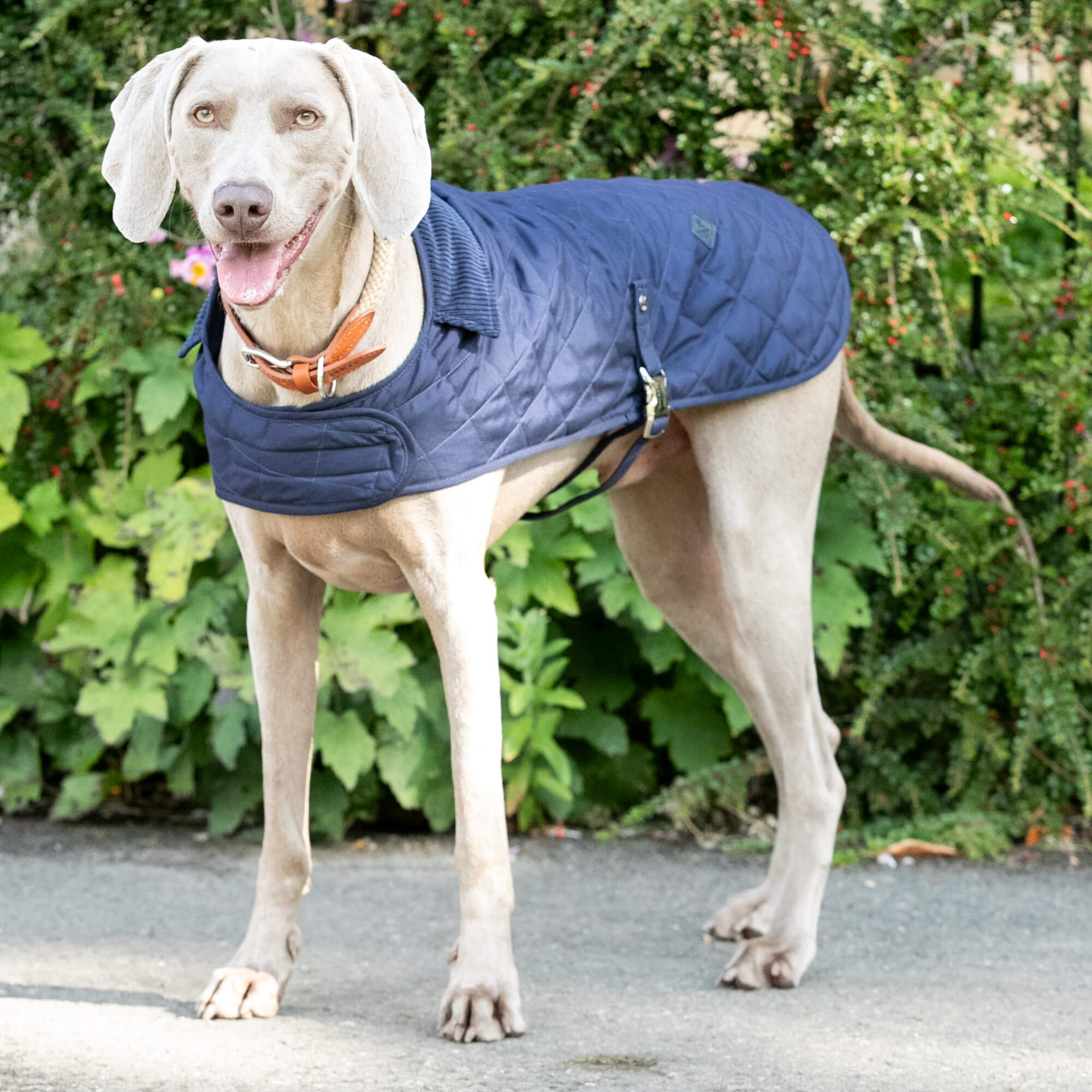 Navy Hackett Quilted Dog Jacket