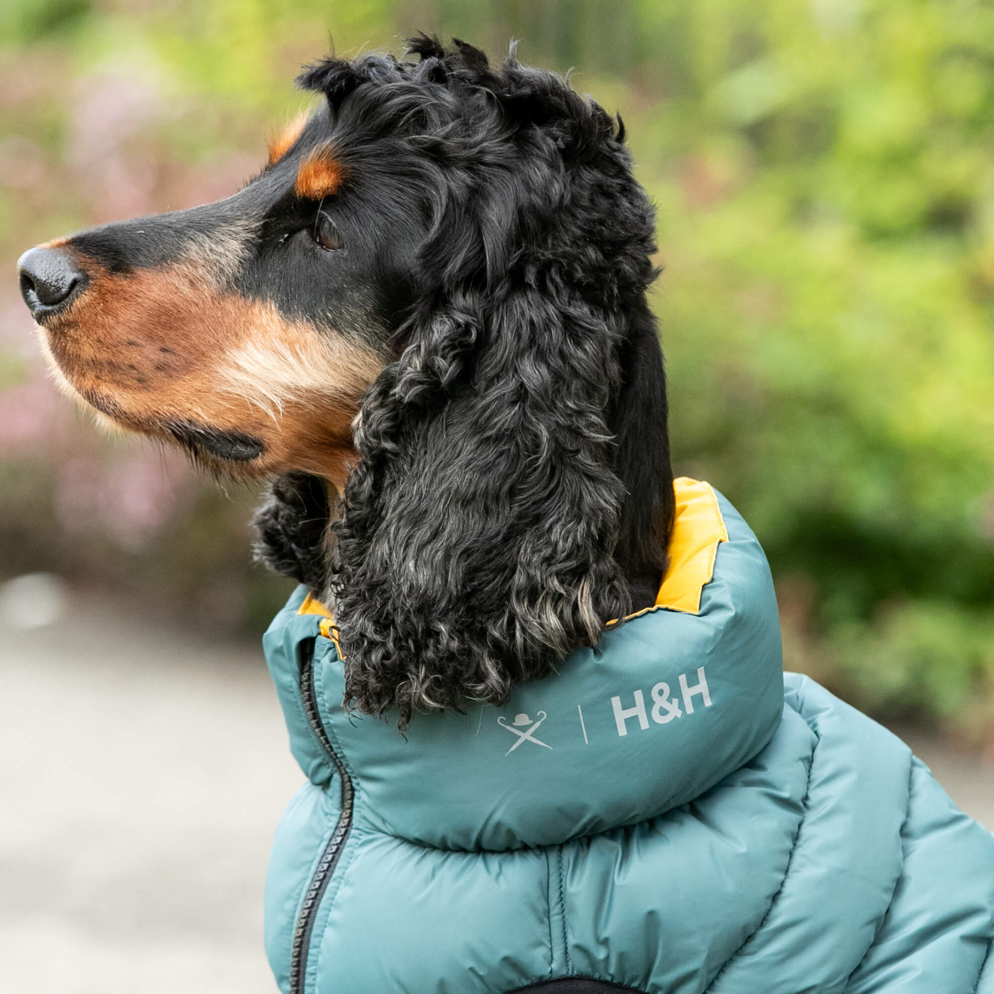 Forest Green and Gold Hackett Puffer Jacket