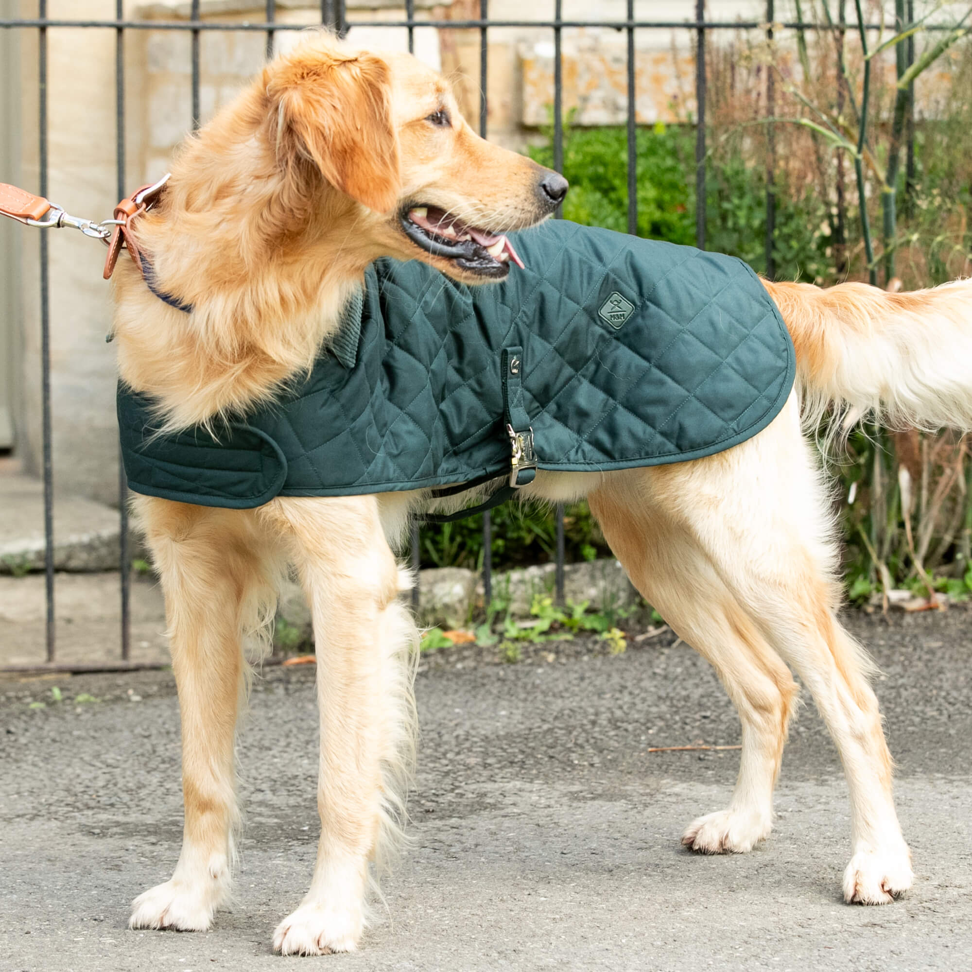 Green Hackett Quilted Dog Jacket