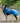 All-weather Dog Raincoat - Blue Lifestyle