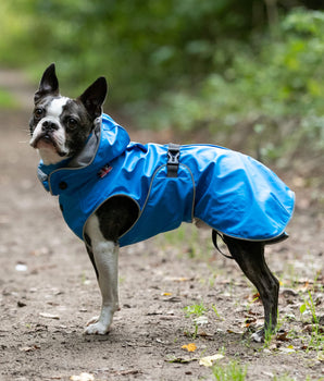 All-weather Dog Raincoat - Blue Lifestyle