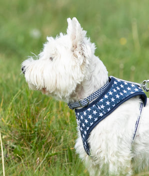 Fabric Dog Collar - Navy Star Lifestyle