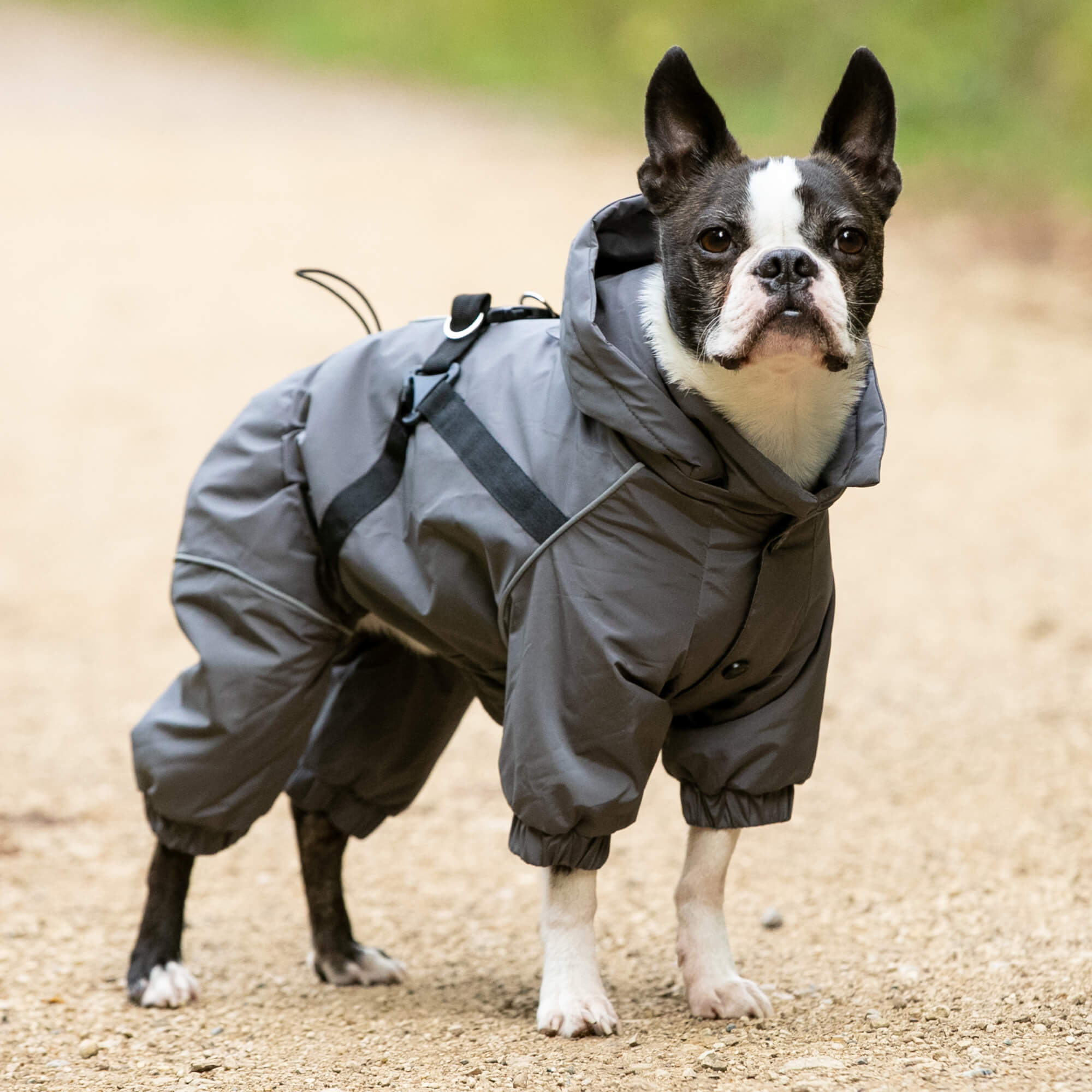 Grey Winter Dog Snowsuit