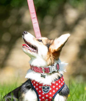 Fabric Dog Lead - Red Star Lifestyle