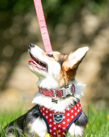 Fabric Dog Lead - Red Star Lifestyle