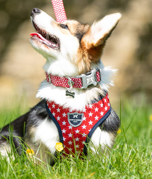 Fabric Dog Collar - Red Star Lifestyle
