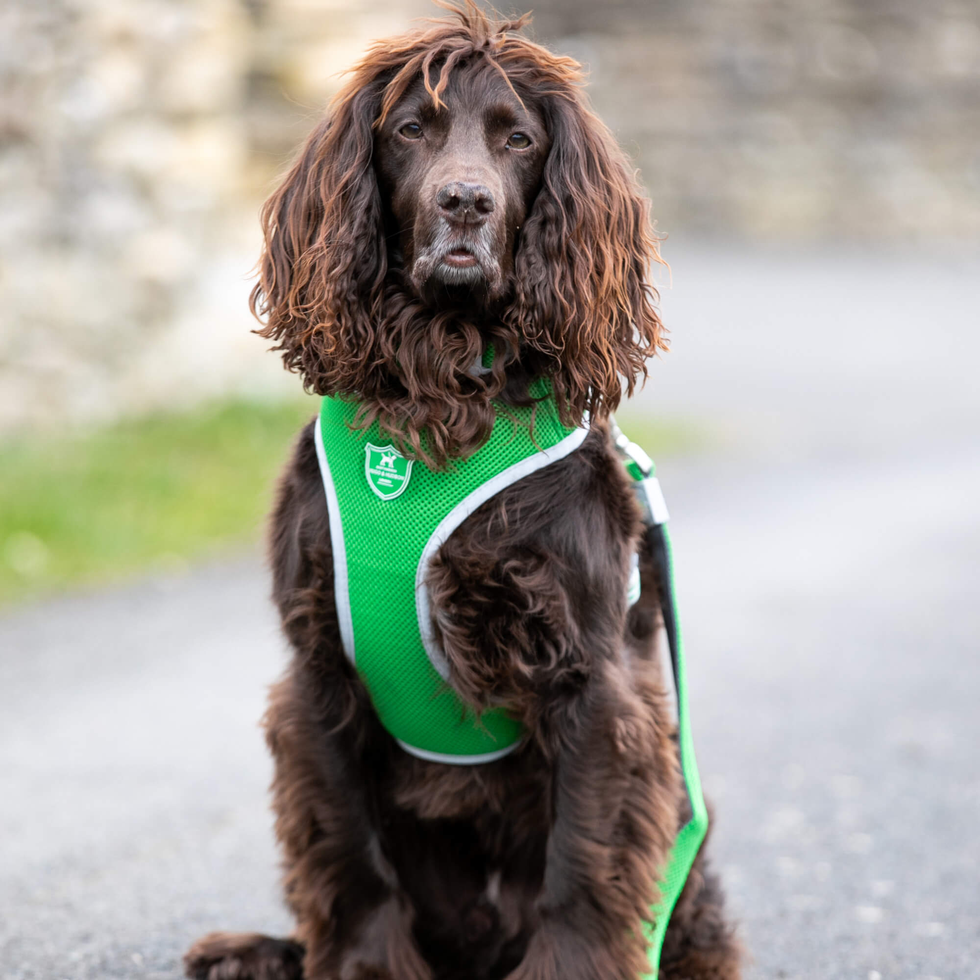 Green Mesh Dog Harness