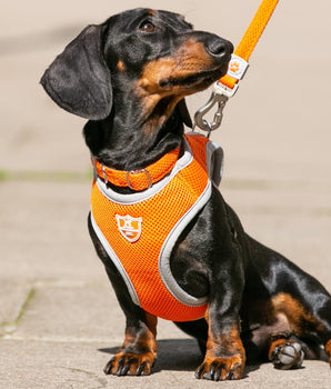 Mesh Dog Collar - Orange Lifestyle