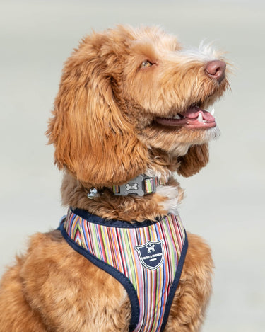 Fabric Dog Collar - Striped Multi-color Lifestyle