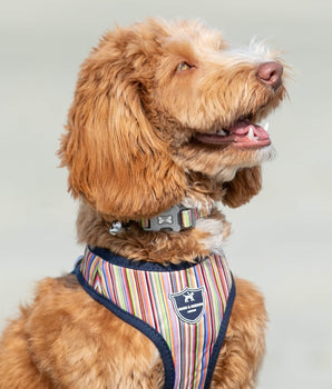 Fabric Dog Collar - Striped Multi-colour Lifestyle