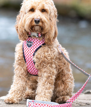 Fabric Dog Lead - Pink Watermelon Lifestyle