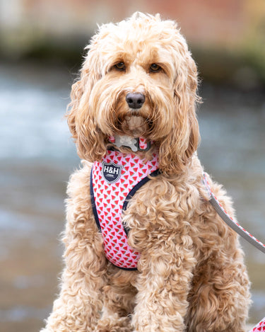 Fabric Dog Collar - Pink Watermelon Lifestyle