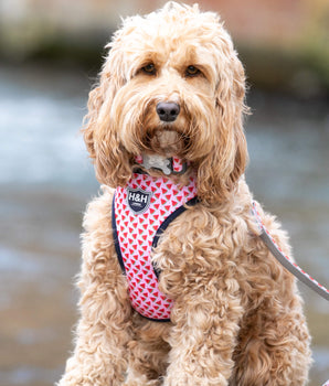 Fabric Dog Collar - Pink Watermelon Lifestyle