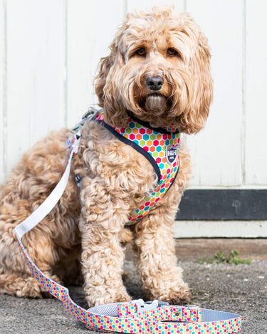 Fabric Dog Lead - Geometric Multi-colour Lifestyle