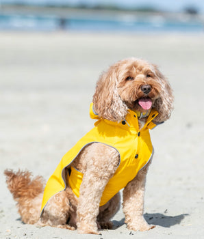 All-weather Dog Raincoat - Yellow Lifestyle