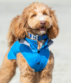 Mesh Dog Collar - Royal Blue Lifestyle