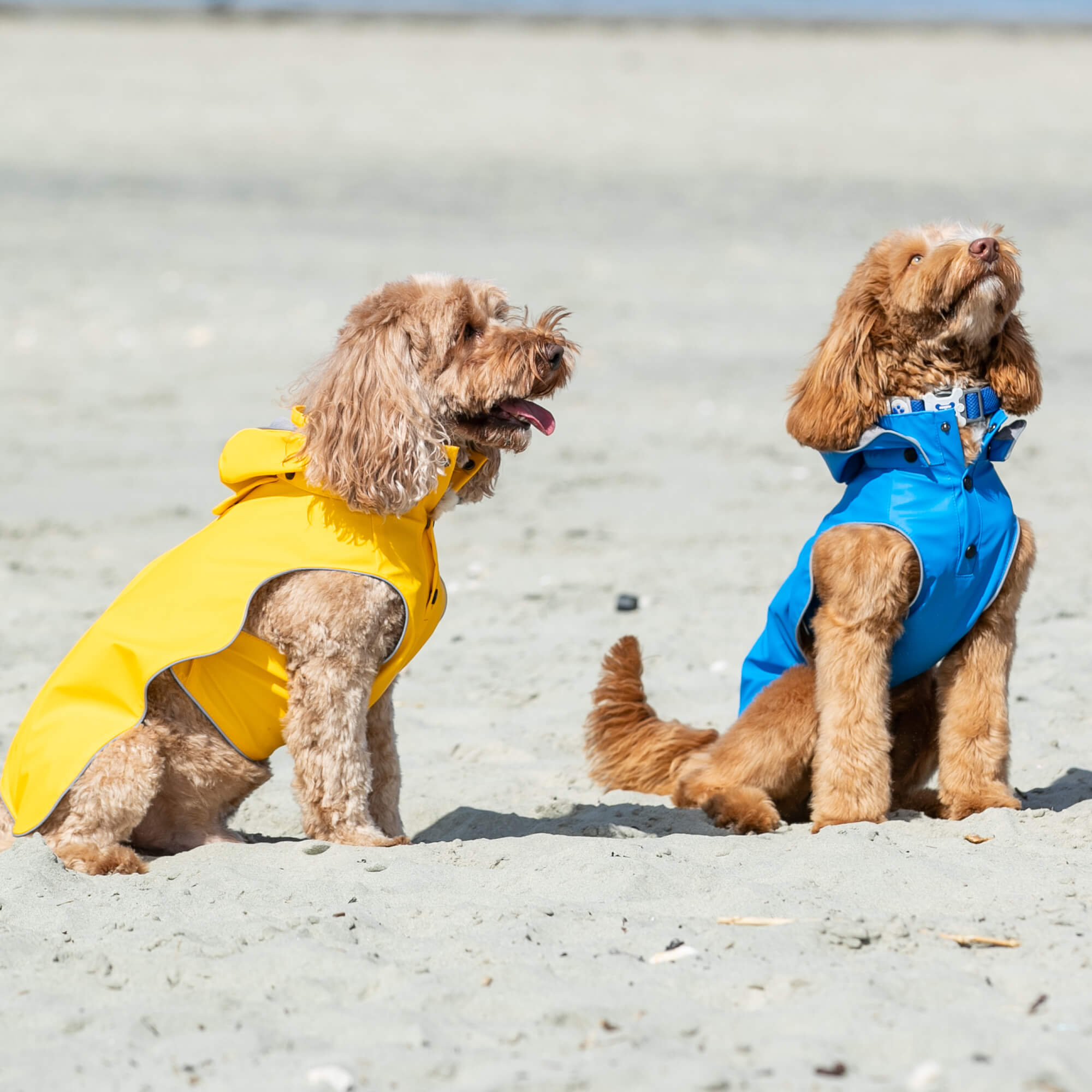 Yellow and Blue All Weather Raincoats