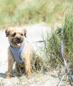 Fabric Dog Lead - Striped Navy Lifestyle