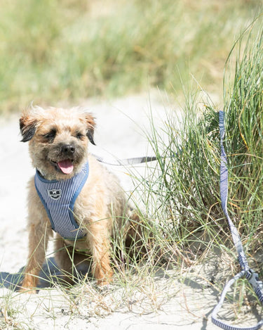 Fabric Dog Lead - Striped Navy Lifestyle