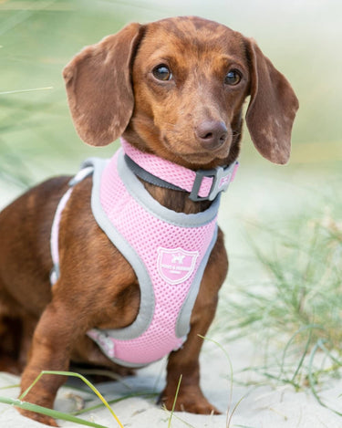 Mesh Dog Collar - Pink Lifestyle